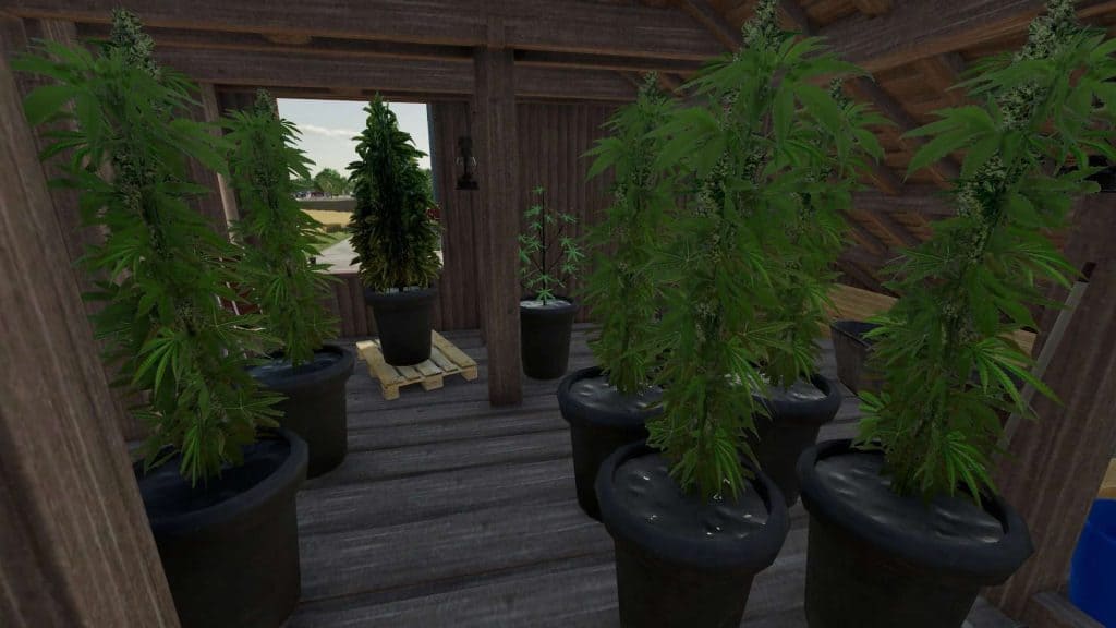 Cannabis Plants Pack V1 6 Farming Simulator 19 17 15 Mod 6063
